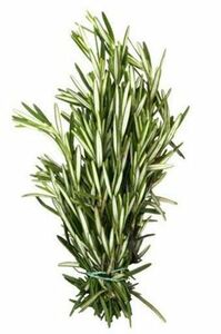 Organic Rosemary
