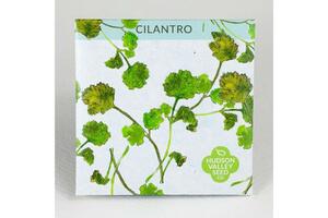 Cilantro Seeds