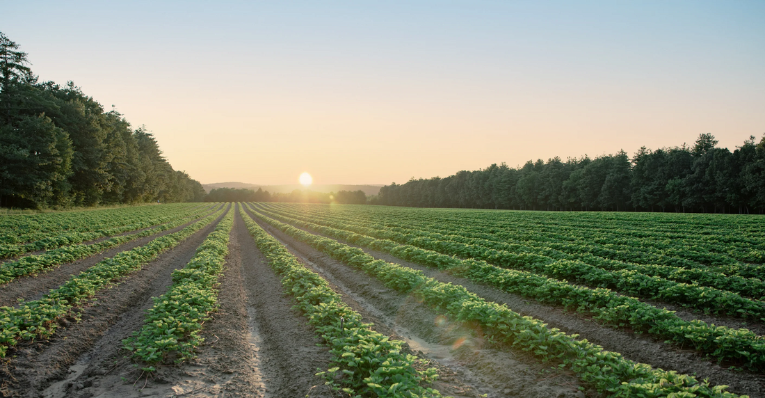 Nourse Farms