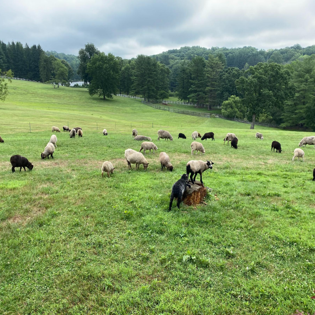 The Farm at Cabbage Hill